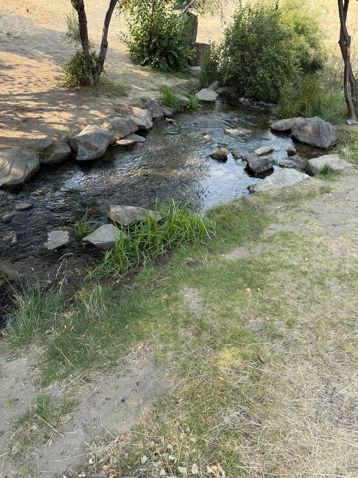 A shallow creek running over dark stone between a dry grass bank and a line of trees, low summer light.